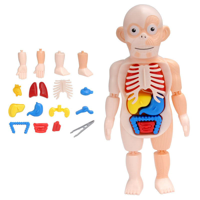 Human Anatomy Organs Toy Model STEM