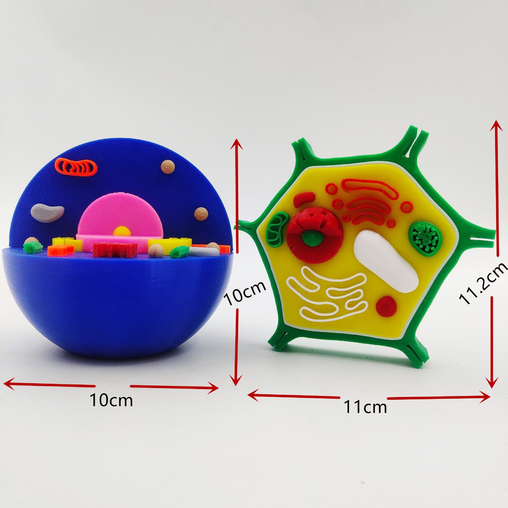 3D Print Animal Cell and Plant Cell Models Kids STEM Educational Resources Toy