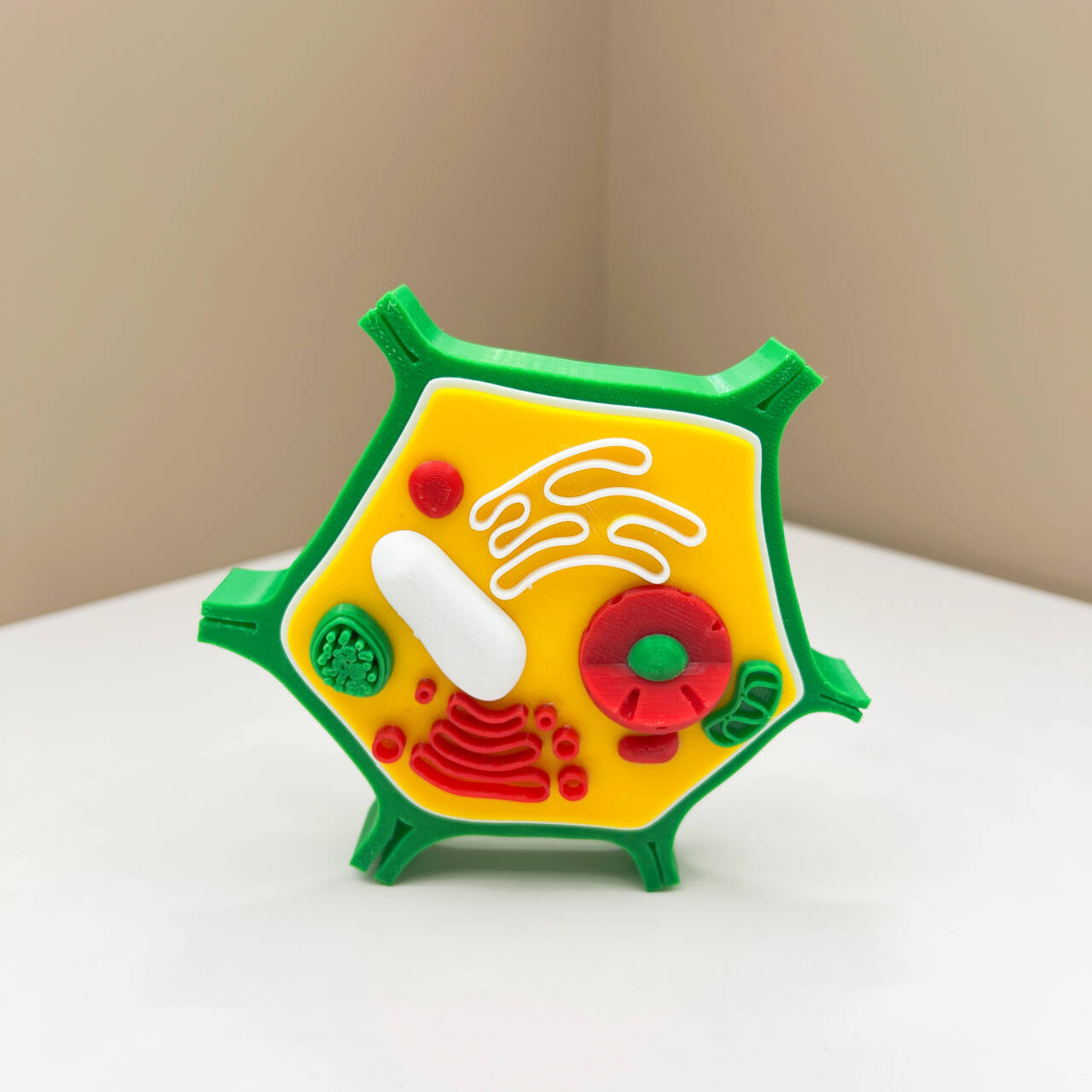 Célula animal y célula vegetal impresas en 3D: modelos STEM educativos para niños