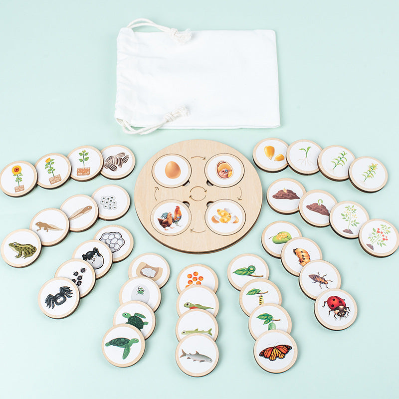 Montessori Life Cycle Board for Kindergarten 10 Animals and Plants Butterfly Frog Spider Sunflower Lifecycle Toy