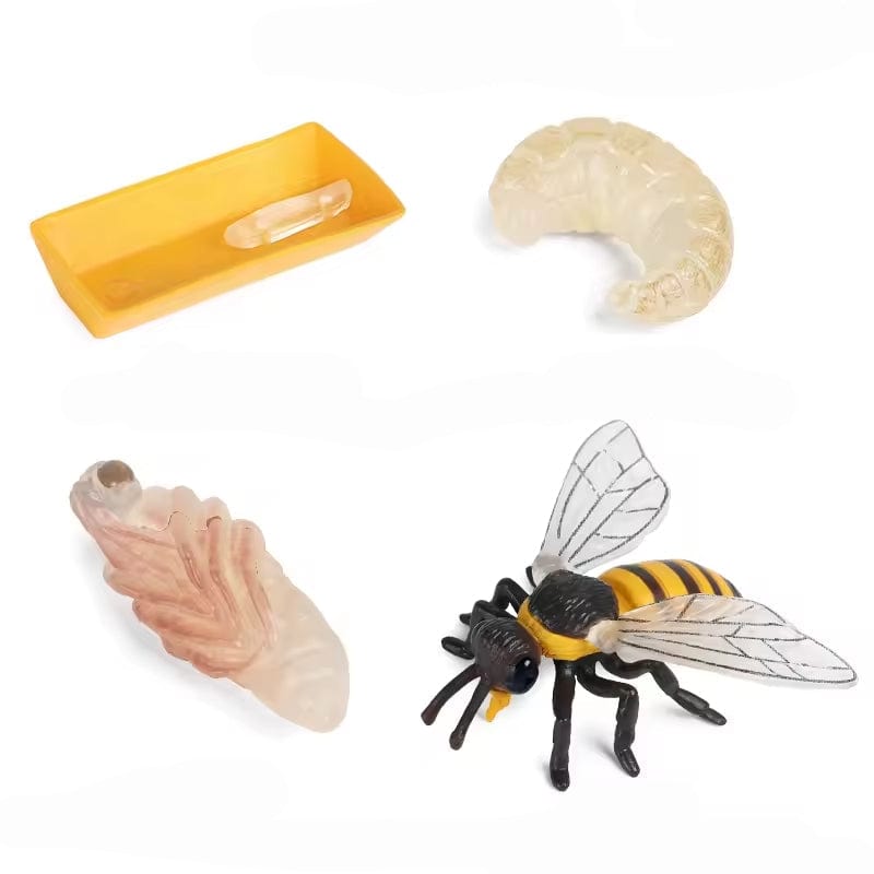 Ciclo de vida de la abeja Montessori