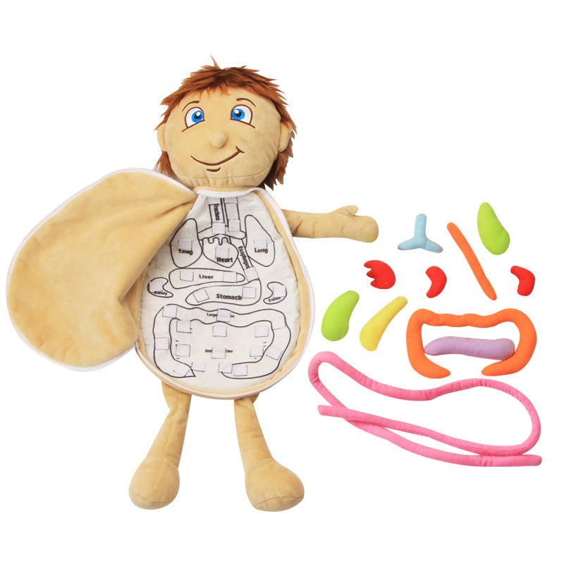 Montessori Anatomy Doll-Best montessori toys