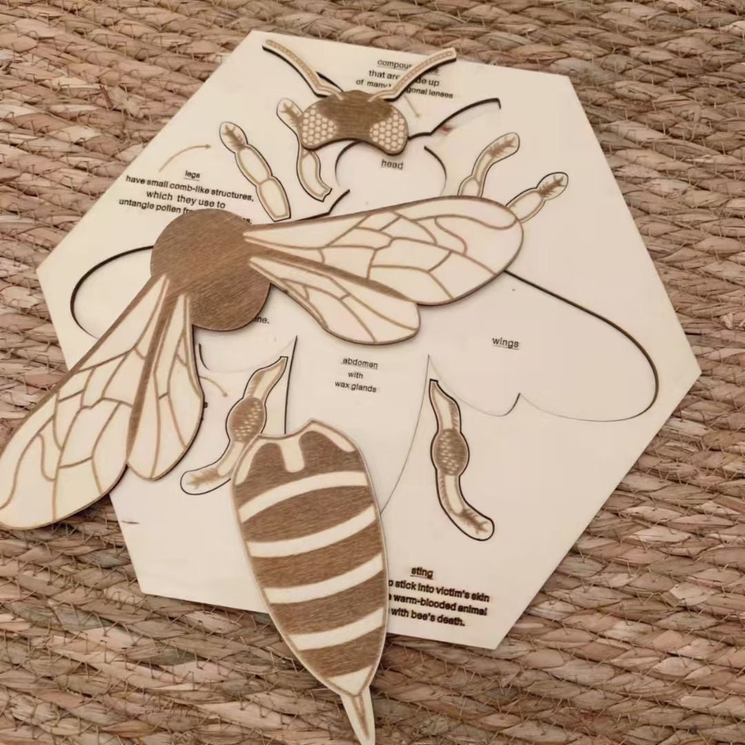 Rompecabezas de anatomía de abeja de madera