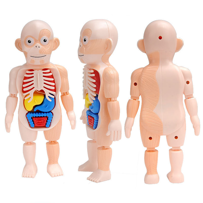 Puzle Montessori de órganos del cuerpo humano para niños