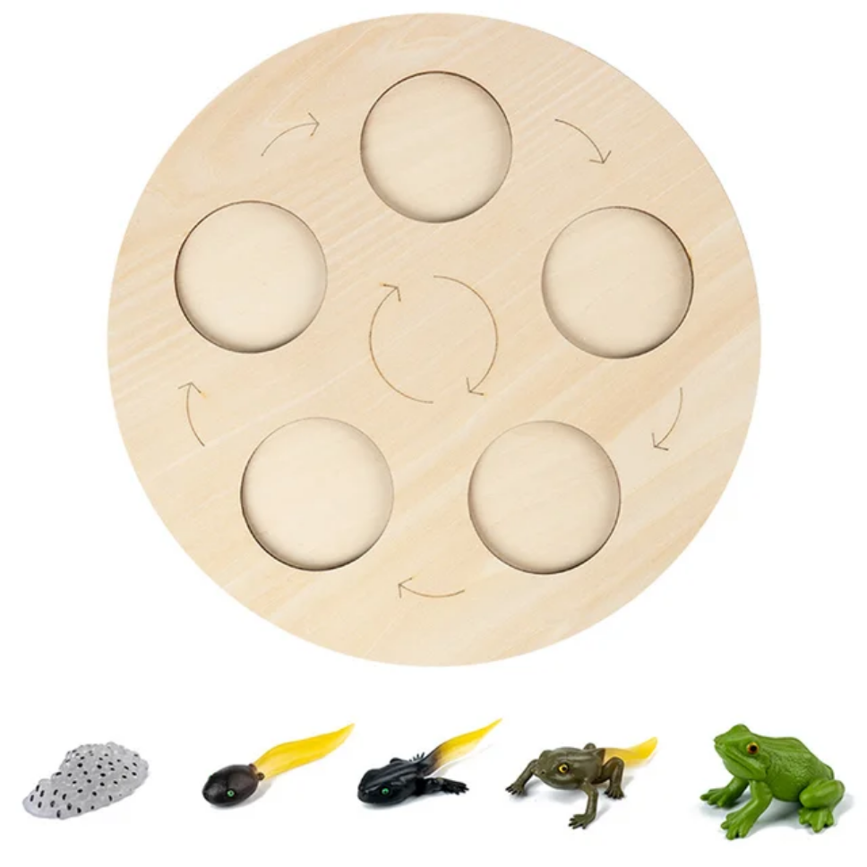 Jouet Montessori en bois sur le cycle de vie