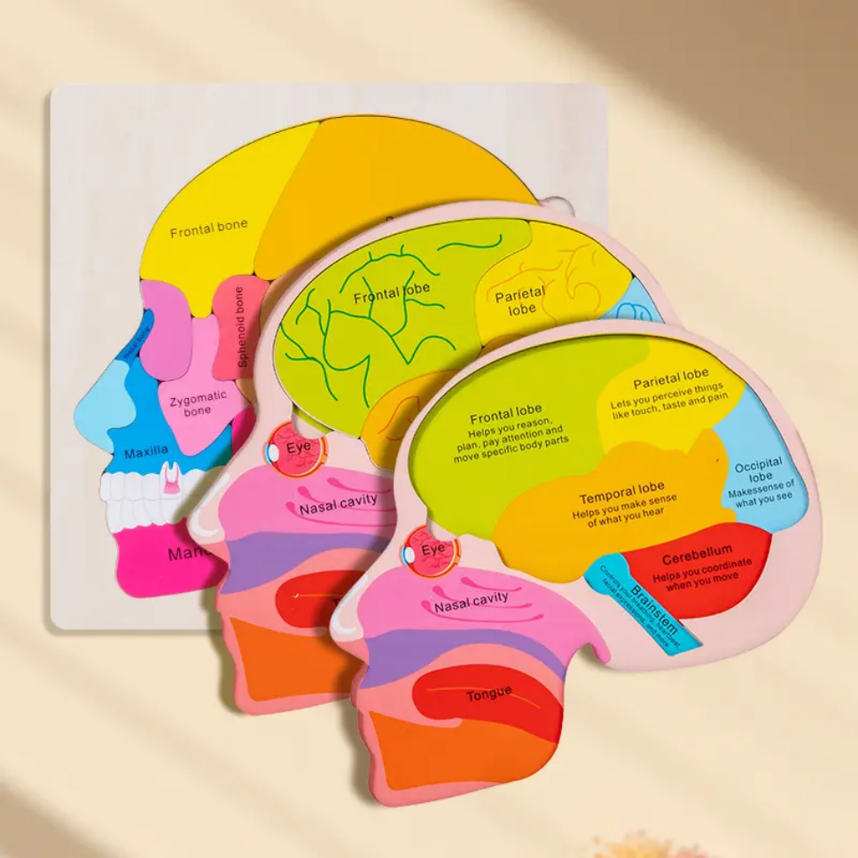 Brain Structure Puzzle