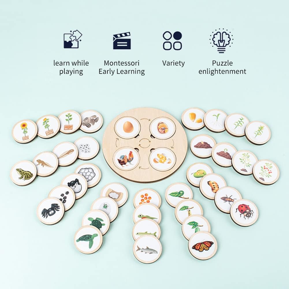 Juguete de aprendizaje Montessori sobre la naturaleza para niños Fidtoy Life Cycle Board