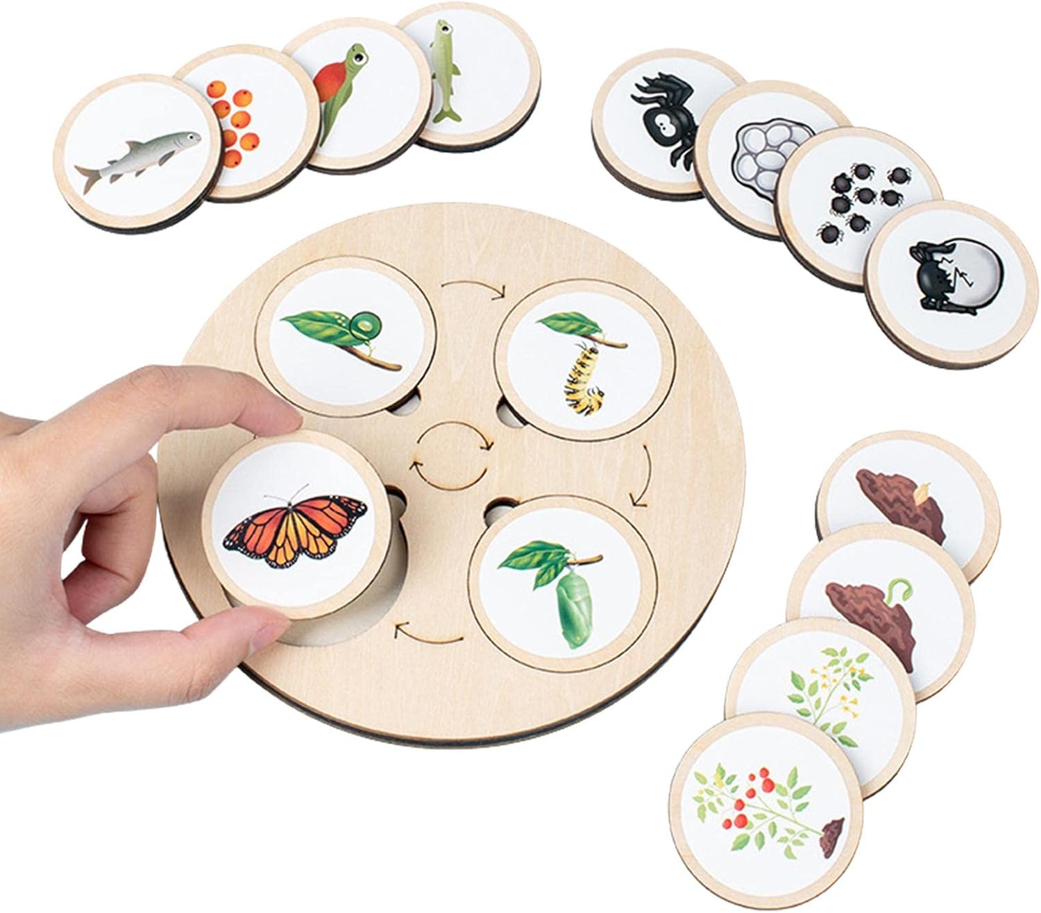 Jeu d'évolution de la nature Fidtoy – Plateau en bois Montessori sur le cycle de vie pour les enfants de 3 à 6 ans