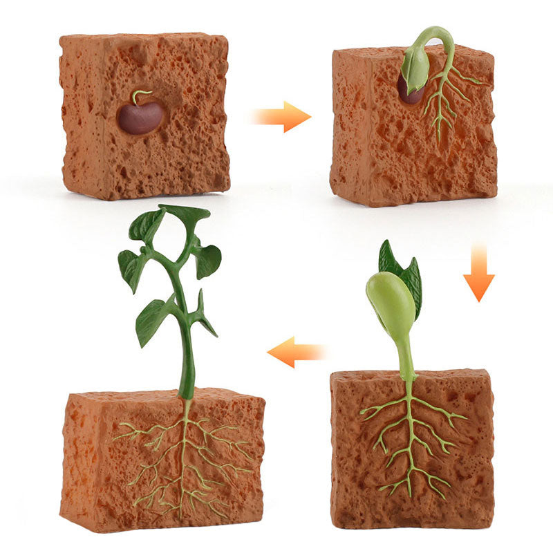 Simulation Seed Plant Cycle Model Toy