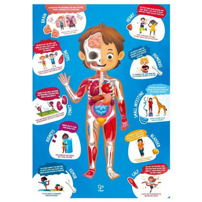 Rompecabezas del cuerpo humano Fidtoy, juguete educativo de anatomía para niños