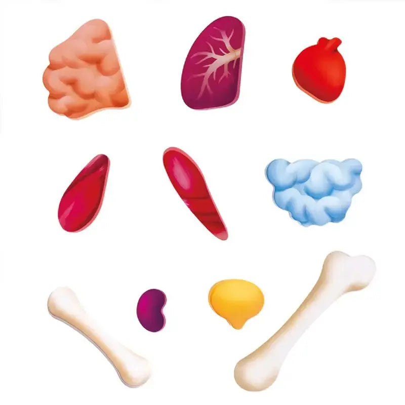 Rompecabezas del cuerpo humano Fidtoy, juguete educativo de anatomía para niños