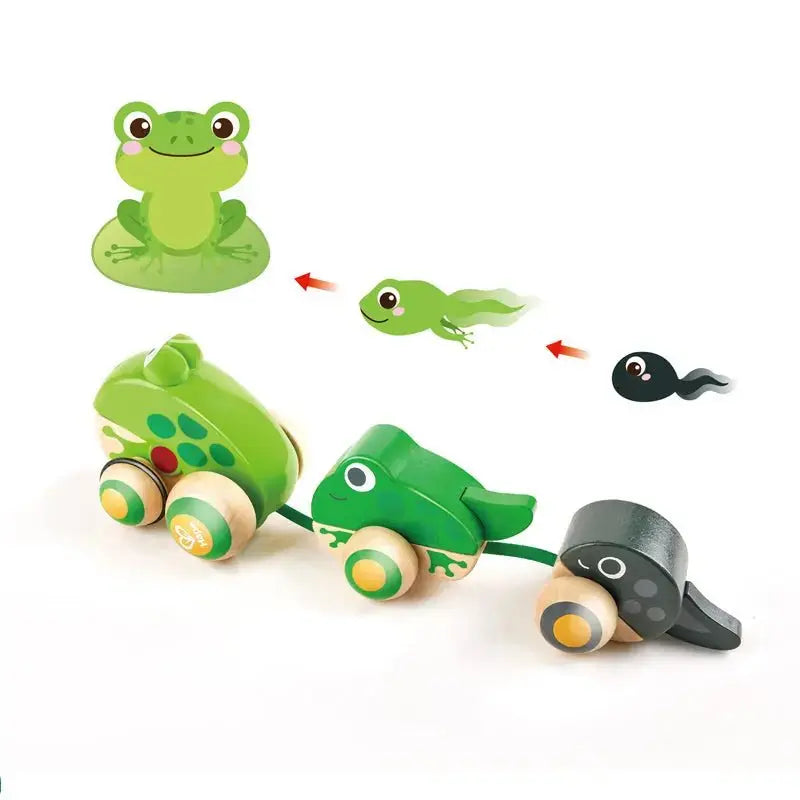 Fidtoy Wooden Frog Pull Along Toy for Toddlers 12M+