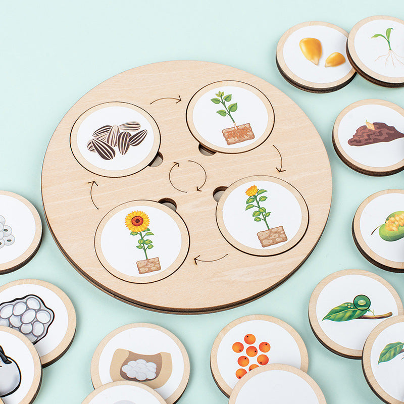 Montessori Life Cycle Board for Kindergarten 10 Animals and Plants Butterfly Frog Spider Sunflower Lifecycle Toy