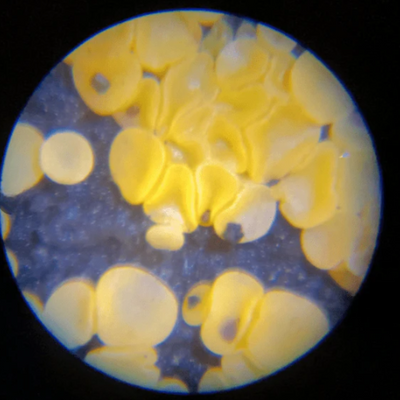 Fidtoy Microscopio de Bolsillo para Niños 60X 120X Juguete Educativo de Ciencia STEM Portátil