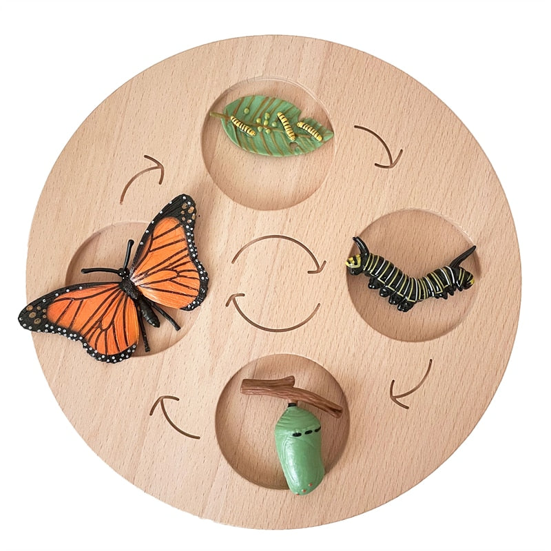 Fidtoy Planche de cycle de vie Montessori en bois - Jouet scientifique éducatif pour enfants