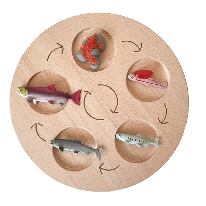 Fidtoy Planche de cycle de vie Montessori en bois - Jouet scientifique éducatif pour enfants