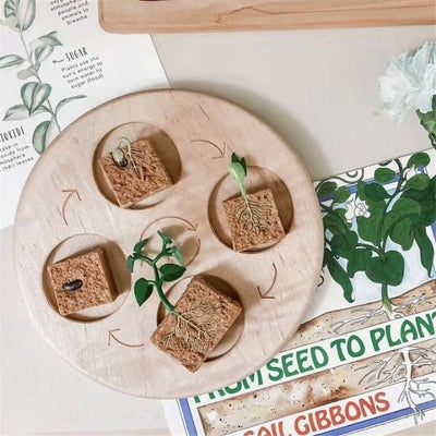 Fidtoy Planche de cycle de vie Montessori en bois - Jouet scientifique éducatif pour enfants