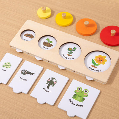 Kit de puzzle d'apprentissage du processus de croissance en bois