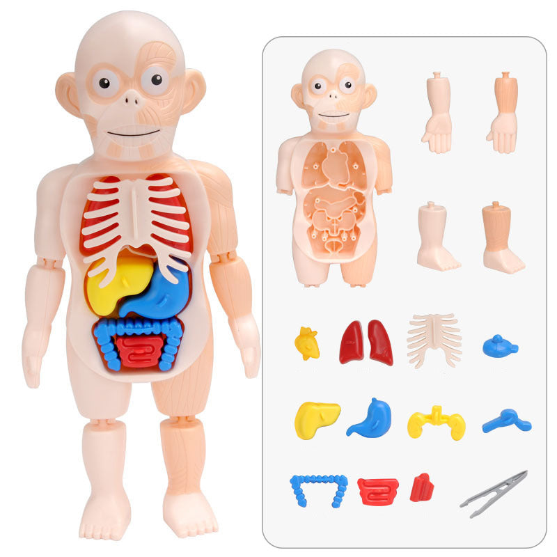 Puzle Montessori de órganos del cuerpo humano para niños