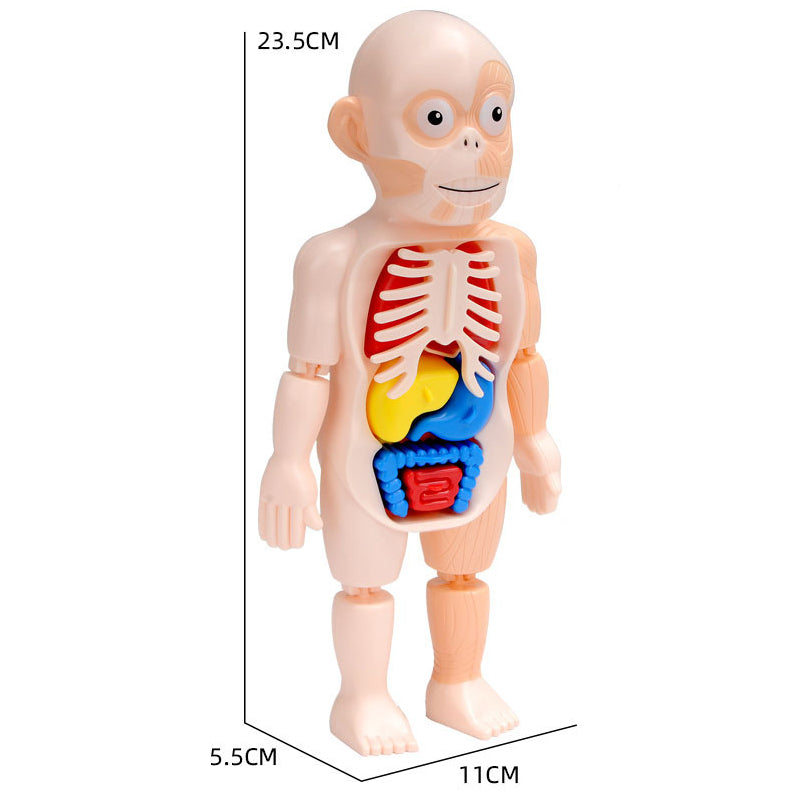 Puzle Montessori de órganos del cuerpo humano para niños
